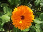 Le_Poireau_Agile_-_Fete_de_la_Nature_-_21_mai_2011_-17.jpg