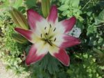 Le_Poireau_Agile_-_Fete_de_la_Nature_-_21_mai_2011_-19.jpg