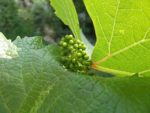 Le_Poireau_Agile_-_Fete_de_la_Nature_-_21_mai_2011_-20.jpg
