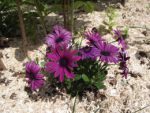 Le_Poireau_Agile_-_Fete_de_la_Nature_-_21_mai_2011_-21.jpg