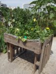 Le_Poireau_Agile_-_Fete_de_la_Nature_-_21_mai_2011_-7.jpg
