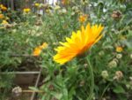 Le_Pouce_Vert_-_Pre_-Saint_Gervais_11.jpg