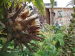 Le_Pouce_Vert_-_Pre_-Saint_Gervais_15.jpg