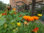 Le_Pouce_Vert_-_Pre_-Saint_Gervais_16.jpg