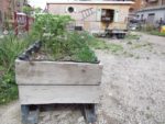 Bacs de jardinage faits maison - en arrière plan, la cabane autoconstruite par l'association, presqu'uniquement en matériaux de récup