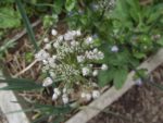 Le_Pouce_Vert_-_Pre_-Saint_Gervais_28.jpg
