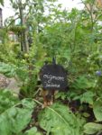 Le_Pouce_Vert_-_Pre_-Saint_Gervais_29.jpg