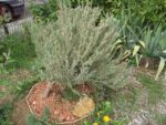 Le_Pouce_Vert_-_Pre_-Saint_Gervais_30.jpg