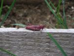 Le_Pouce_Vert_-_Pre_-Saint_Gervais_34.jpg