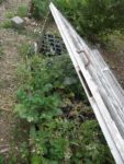Le_Pouce_Vert_-_Pre_-Saint_Gervais_36.jpg