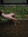 Mai_3_-Potager_au_Carre_-_Culture_s_en_herbe_s_.jpg