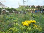 Pique-nique_au_jardin-guinguette_de_la_Dhuys_-_jeudi_18_aout_2011_-_Bagnolet_-_10.jpg