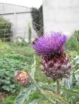 Pique-nique_au_jardin-guinguette_de_la_Dhuys_-_jeudi_18_aout_2011_-_Bagnolet_-_11.jpg