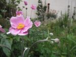 Pique-nique_au_jardin-guinguette_de_la_Dhuys_-_jeudi_18_aout_2011_-_Bagnolet_-_13.jpg
