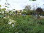 Pique-nique_au_jardin-guinguette_de_la_Dhuys_-_jeudi_18_aout_2011_-_Bagnolet_-_8.jpg
