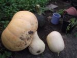 Pique-nique_au_jardin_de_l_Equerre_-_91_-_Aout_2011_10_.jpg
