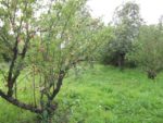 Pique-nique_au_jardin_de_l_Equerre_-_91_-_Aout_2011_1_.jpg