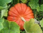 Pique-nique_au_jardin_de_l_Equerre_-_91_-_Aout_2011_2_.jpg