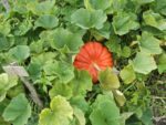 Pique-nique_au_jardin_de_l_Equerre_-_91_-_Aout_2011_3_.jpg