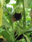 Pique-nique_au_jardin_de_l_Equerre_-_91_-_Aout_2011_9_.jpg