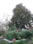 Pique-nique_au_jardin_pour_tous_-_jeudi_15_septembre_-_Villejuif_1_12_.jpg