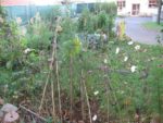 Pique-nique_au_jardin_pour_tous_-_jeudi_15_septembre_-_Villejuif_1_13_.jpg