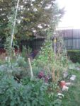 Pique-nique_au_jardin_pour_tous_-_jeudi_15_septembre_-_Villejuif_1_21_.jpg