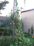 Pique-nique_au_jardin_pour_tous_-_jeudi_15_septembre_-_Villejuif_1_23_.jpg