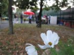 Pique-nique_au_jardin_pour_tous_-_jeudi_15_septembre_-_Villejuif_1_24_.jpg