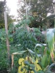 Pique-nique_au_jardin_pour_tous_-_jeudi_15_septembre_-_Villejuif_1_3_.jpg