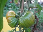 Pique-nique_au_jardin_pour_tous_-_jeudi_15_septembre_-_Villejuif_1_4_.jpg