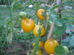 Pique-nique_au_jardin_pour_tous_-_jeudi_15_septembre_-_Villejuif_1_5_.jpg