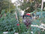 Pique-nique_au_jardin_pour_tous_-_jeudi_15_septembre_-_Villejuif_1_6_.jpg
