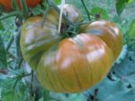 Pique-nique_au_jardin_pour_tous_-_jeudi_15_septembre_-_Villejuif_1_7_.jpg