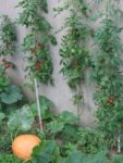 Pique-nique_au_jardin_pour_tous_-_jeudi_15_septembre_-_Villejuif_1_8_.jpg