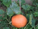 Pique-nique_au_jardin_pour_tous_-_jeudi_15_septembre_-_Villejuif_1_9_.jpg