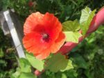 c_est_si_bio_-_jardin_partag_nanterre_11.jpg
