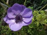c_est_si_bio_-_jardin_partag_nanterre_13.jpg