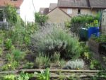 c_est_si_bio_-_jardin_partag_nanterre_19.jpg