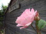 c_est_si_bio_-_jardin_partag_nanterre_2.jpg