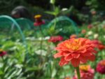 c_est_si_bio_-_jardin_partag_nanterre_21.jpg