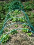 c_est_si_bio_-_jardin_partag_nanterre_22.jpg
