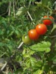 c_est_si_bio_-_jardin_partag_nanterre_23.jpg
