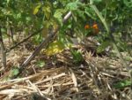 c_est_si_bio_-_jardin_partag_nanterre_24.jpg
