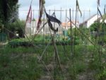 c_est_si_bio_-_jardin_partag_nanterre_28.jpg