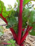 c_est_si_bio_-_jardin_partag_nanterre_29.jpg
