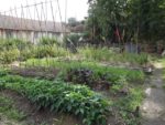 c_est_si_bio_-_jardin_partag_nanterre_30.jpg
