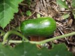 c_est_si_bio_-_jardin_partag_nanterre_4.jpg