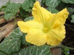 c_est_si_bio_-_jardin_partag_nanterre_5.jpg