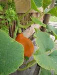 c_est_si_bio_-_jardin_partag_nanterre_6.jpg